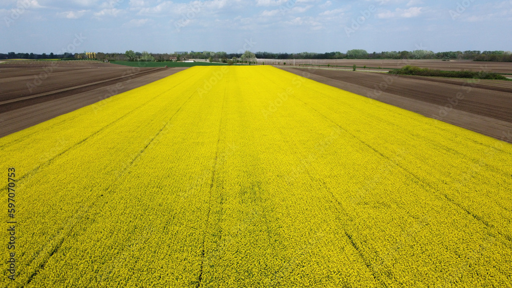 blooming canola rapeseed field in Vojvodina, drone photography
