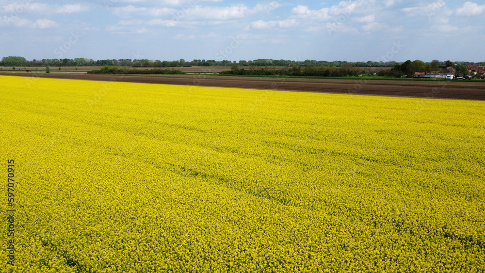 blooming canola rapeseed field in Vojvodina, drone photography