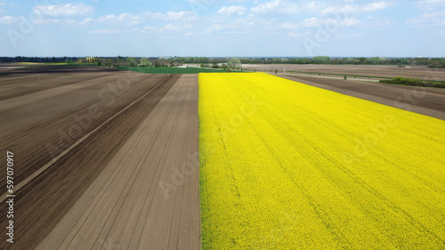 blooming canola rapeseed field in Vojvodina, drone photography