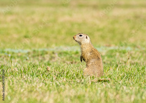 Spermophilus citellus in the spring in the field 1