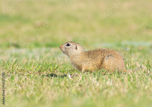 Spermophilus citellus in the spring in the field 4