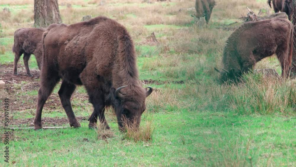 A herd of European bison grazes in the forest. Bison are herd mammals. Ancestors of domestic animals A herd of European bison grazes in the forest. Bison are herd mammals. Ancestors of domestic animals