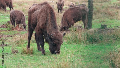 A herd of wild animals European bison buffalo grazes in the forest. Large-horned buffaloes, wildlife photo