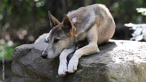 Close Up Footage of a Dingo Dog Resting photo