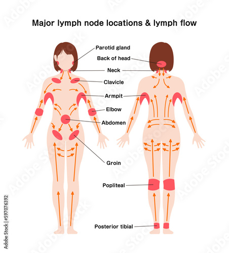 Locations of major lymph nodes and lymph flows. Vector illustration photo