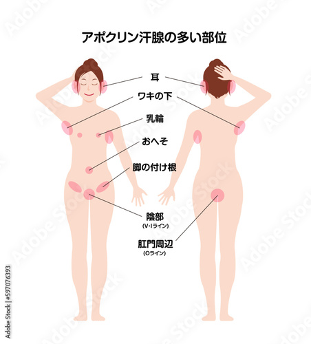 アポクリン汗腺の多い部位 全身図解ベクターイラスト