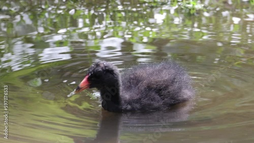 Dusky Moorhen Chick Dipping Its Head in Water photo