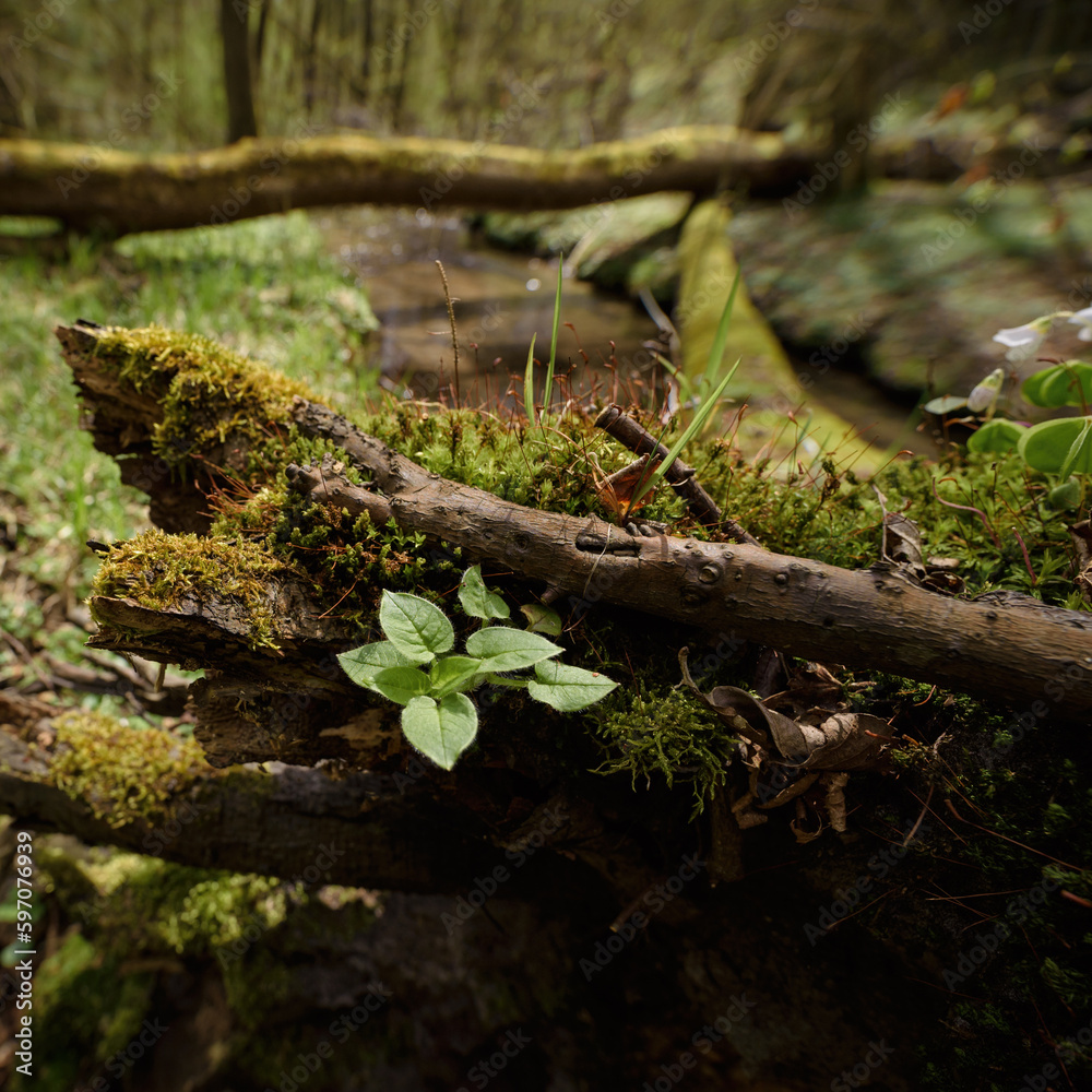 EARLY SPRING - A stream flowing through a wild forest and blooming nature
EARLY SPRING - A stream flowing through a wild forest and blooming nature