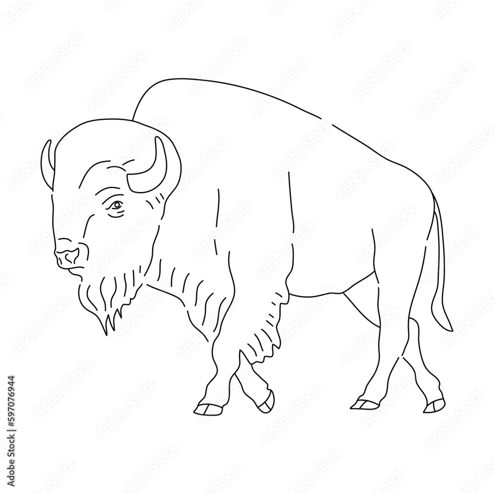 Bison in line art drawing style. Vector illustration. Bison in line art drawing style. Vector illustration.