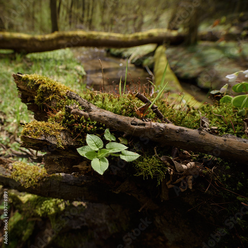 EARLY SPRING - A stream flowing through a wild forest and blooming nature  © Wojciech Wrzesień