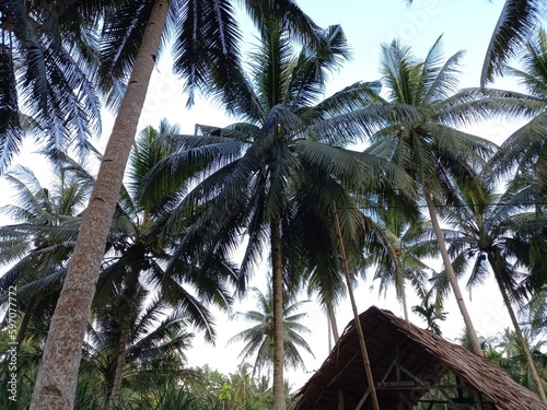 A cottage with a thatched roof sits among palm trees and tropical vegeatation on an district in Batubara, Indonesia photo