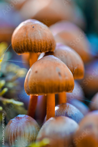 Closeup of Old Brown tree Fungus Parasite Toadstools on Tree Stem Against Autumn Scenery in Polesye natural Resort. photo