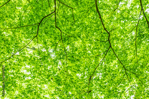 春・初夏・夏の日差しに照らされる森林の新緑の緑 自然・夏休み・夏・アウトドア・キャンプ・観光・旅行のイメージ背景 