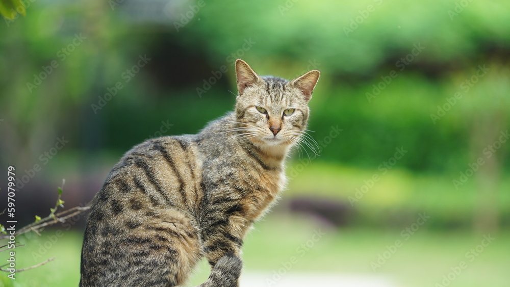 One adorable wild cat sitting in the garden for resting One adorable wild cat sitting in the garden for resting