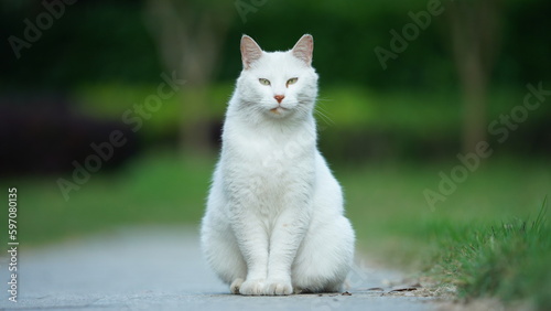 One adorable wild cat sitting in the garden for resting