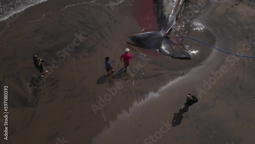 Dead sperm whale in state of putrefaction on the beach, Bali, Indonesia photo