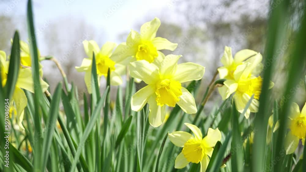 Beautiful Yellow Daffodils Sway In The Wind In The Garden. Beautiful Yellow Daffodils Sway In The Wind In The Garden.