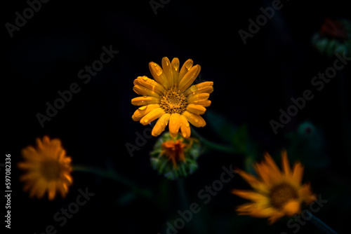 calendula oficinalis or marigold blooming in garden photo