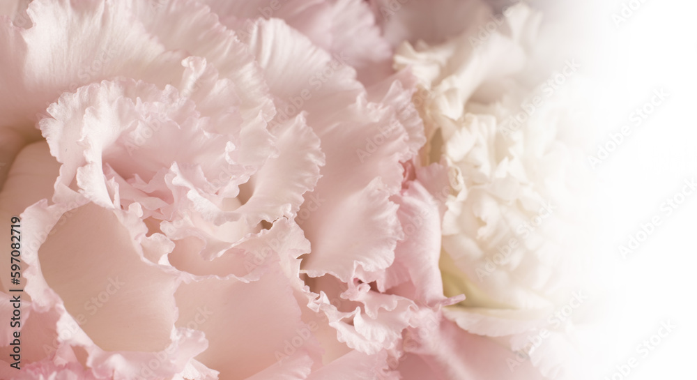 Fototapeta premium ピンクのカーネーションの花びらのアップ、バラの花束のマクロ接写 カードサイズ、母の日の背景（コピースペース