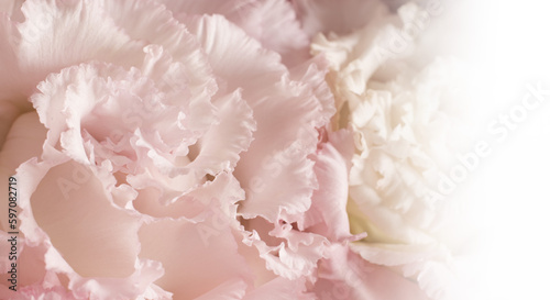 ピンクのカーネーションの花びらのアップ、バラの花束のマクロ接写 カードサイズ、母の日の背景（コピースペース