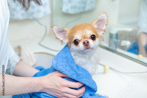 シャンプー後にタオルで乾かす犬
