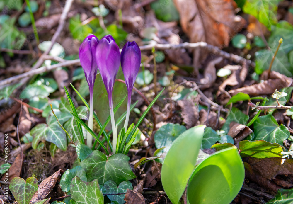 Beautiful purple snowdrops in the green spring garden. Flowers. Beautiful purple snowdrops in the green spring garden. Flowers.