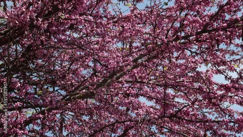 Tree blooming in spring with pink flowers, used as background.  4K Resolution