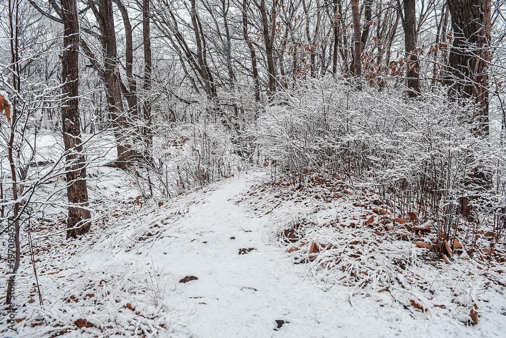 The park is covered with a thin layer of snow in winter. The park with tall trees and paths is covered with snow. The park is covered with a thin layer of snow in winter. The park with tall trees and paths is covered with snow.