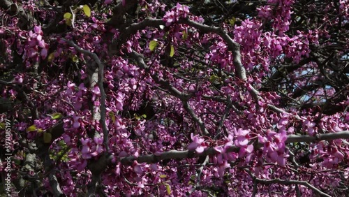 Tree blooming in spring with pink flowers, used as background.  4K Resolution