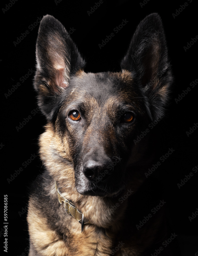 Perro pastor alemán en la sombra, retrato canino - obrazy, fototapety, plakaty 