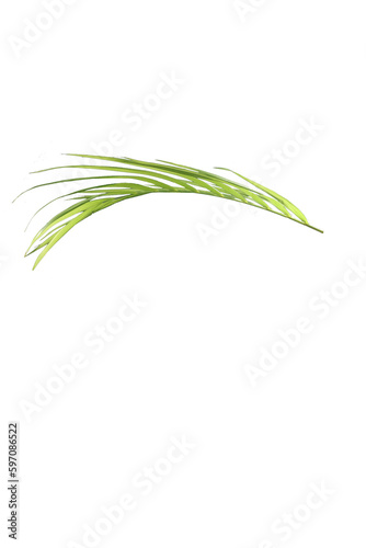 grass isolated on Beautiful plant green leaves isolated on transparent background. 3D rendering. 3D illustration