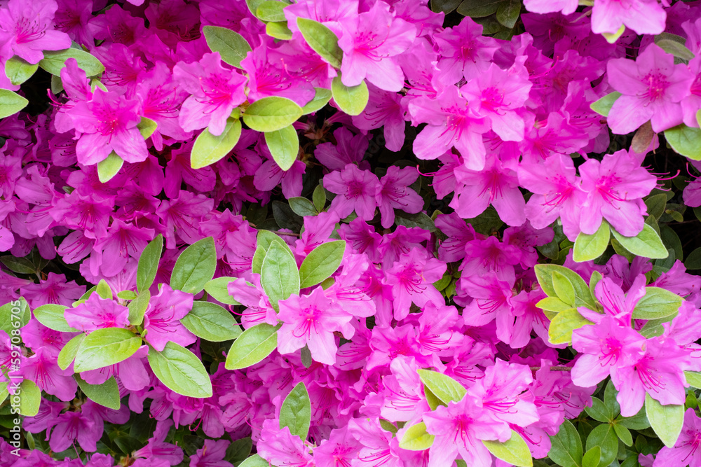 Pink azalea flowers and close-up, natural background and texture. Pink azalea flowers and close-up, natural background and texture.