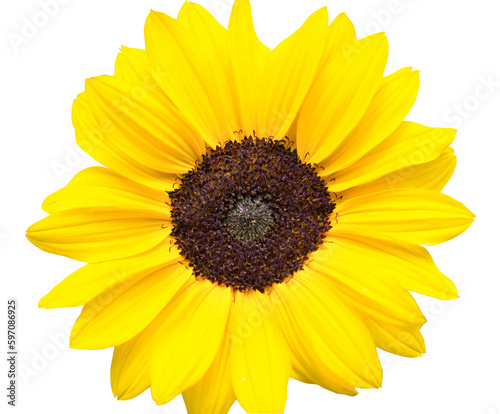 Fototapeta Naklejka Na Ścianę i Meble -  Sonnenblume. Isolierter Hintergrund.
Freigestelltes Bild von einer gelben Sonnenblume.
Hintergrund für Tapeten, Einladungen, Leinwandbilder, Grußkarten etc.