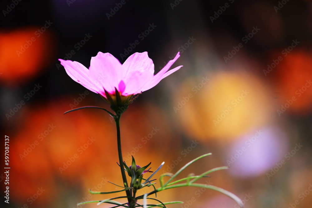 カラフルで美しいコスモスの花 カラフルで美しいコスモスの花