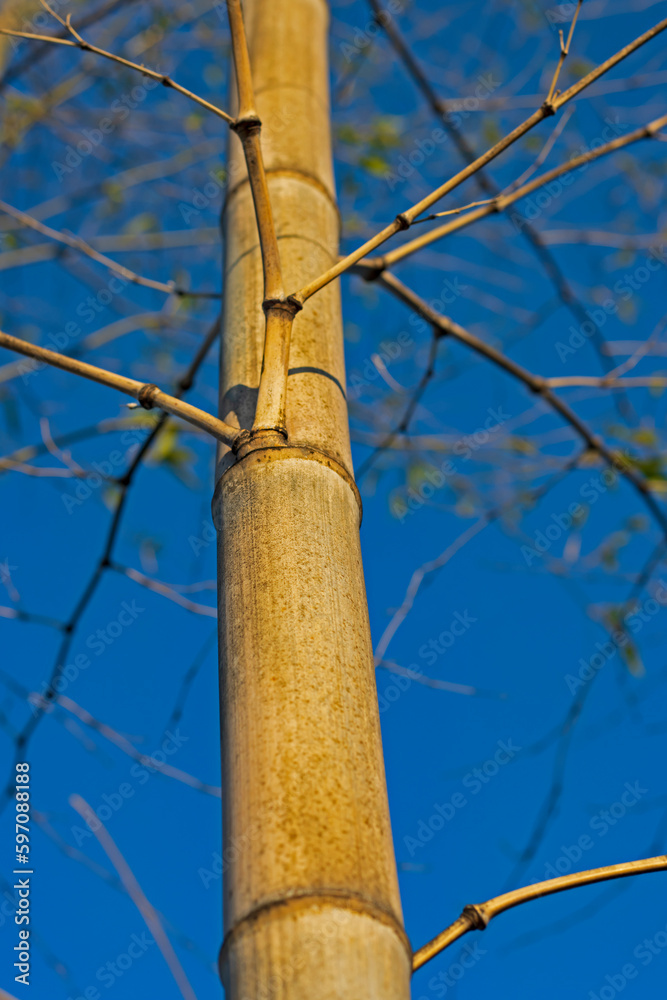Lonely bamboo stalk against a bright blue sky