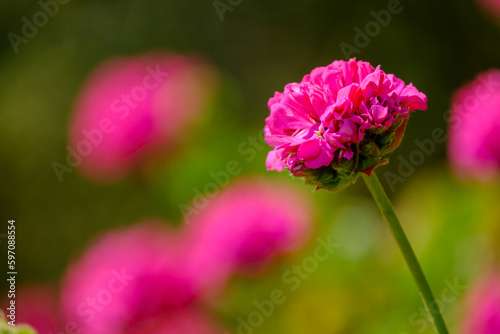 geranium flower, Chefchaouen, morocco, africa