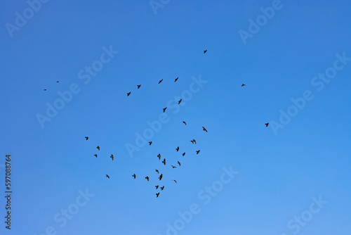 A flock of birds against the blue sky