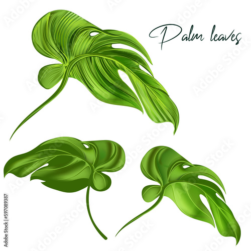 Collection of vector green palm leaves for design