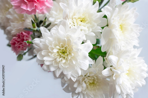 Close-up of chrysanthemum flowers on a light background