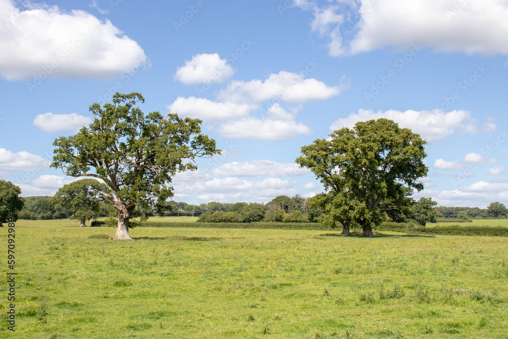 Two old oak trees in the English countryside. Two old oak trees in the English countryside.