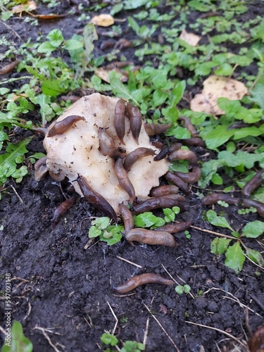 Slugs destroy champignon mushroom in a summer garden as an illustration of pests. Many brown slugs or deroceres eat the mushroom.  photo