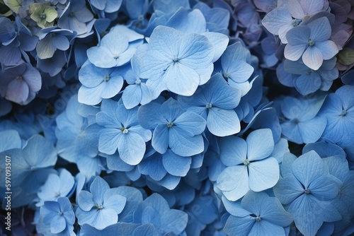 The illustration  of hydrangea, AI contents by Midjourney © 真実 原