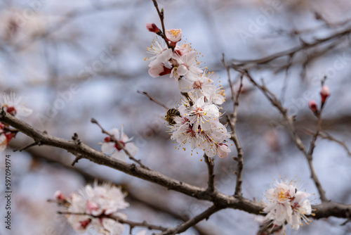 Blooming apricot branches in the garden in early spring