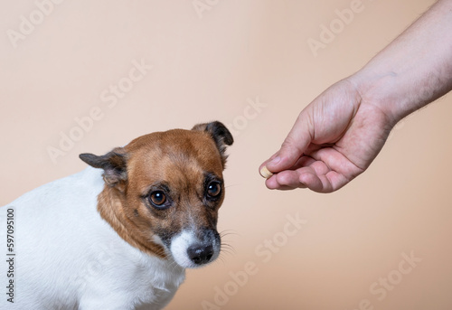 The dog turned away from the pill in the man's hands. A person gives a pill, medicine, vitamins to a dog.