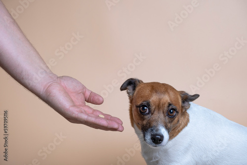 фотографія The dog turned away from the pill in the man's hands