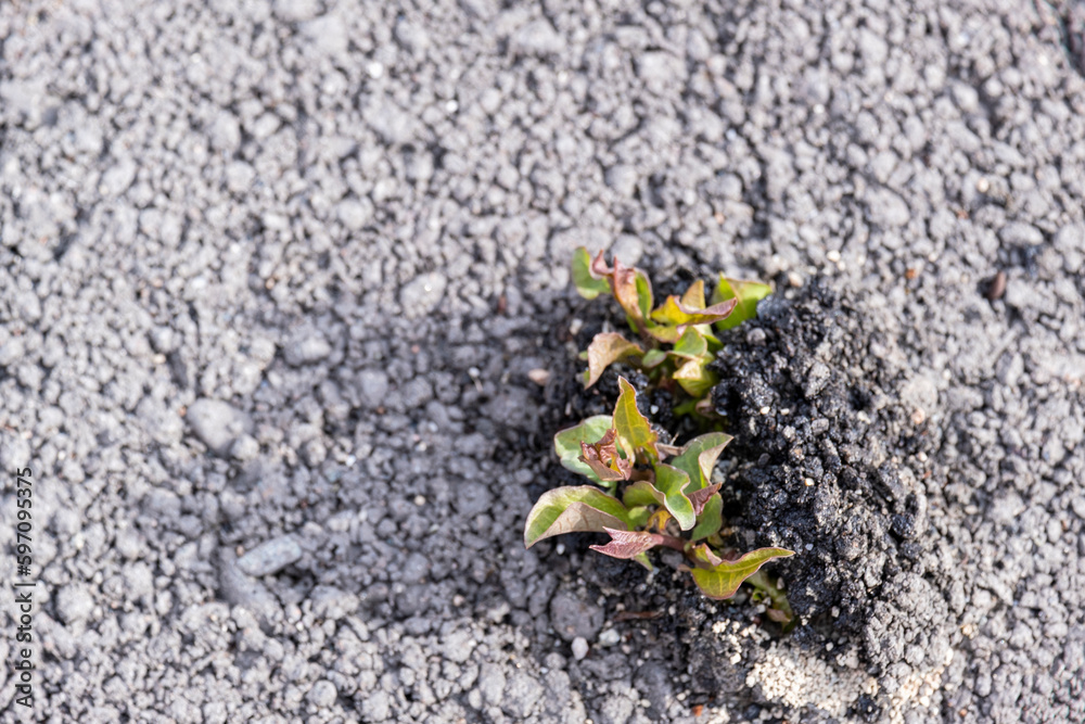 A young tree breaks through the asphalt in the city. The concept of overcoming obstacles. The emergence of a new life in a hostile environment. A young tree breaks through the asphalt in the city. The concept of overcoming obstacles. The emergence of a new life in a hostile environment.