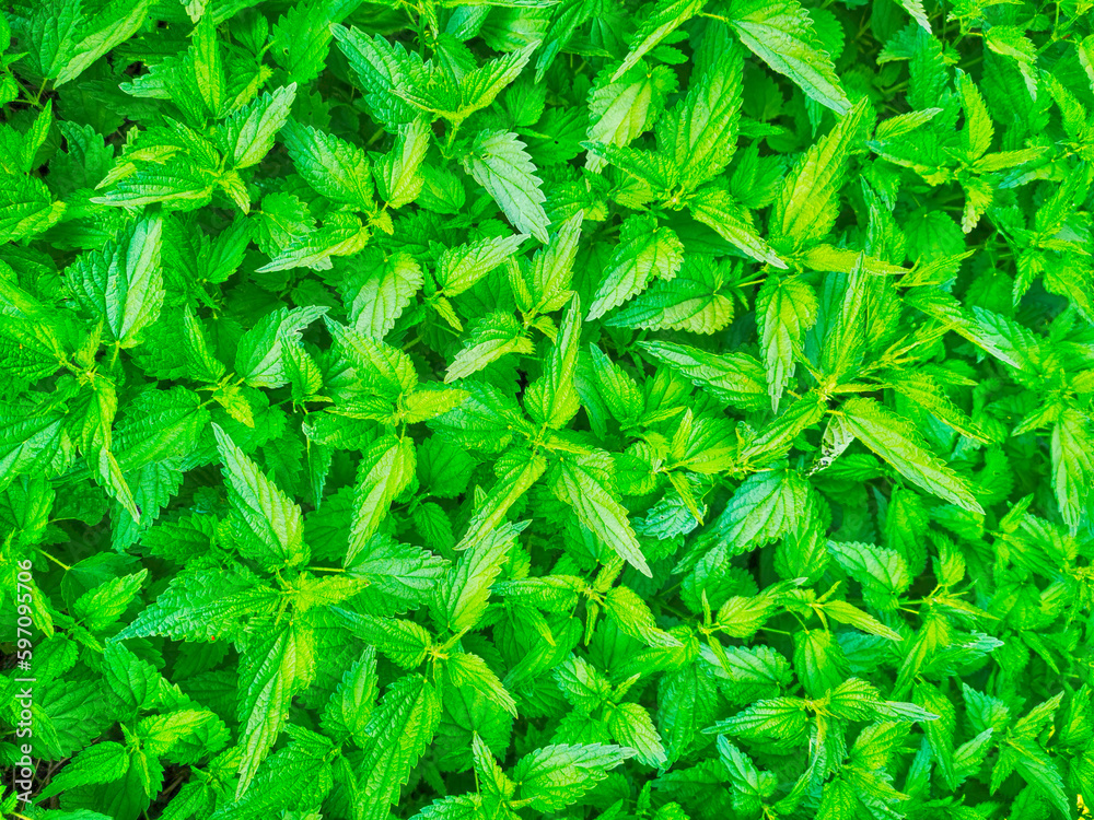 green spring nettle texure