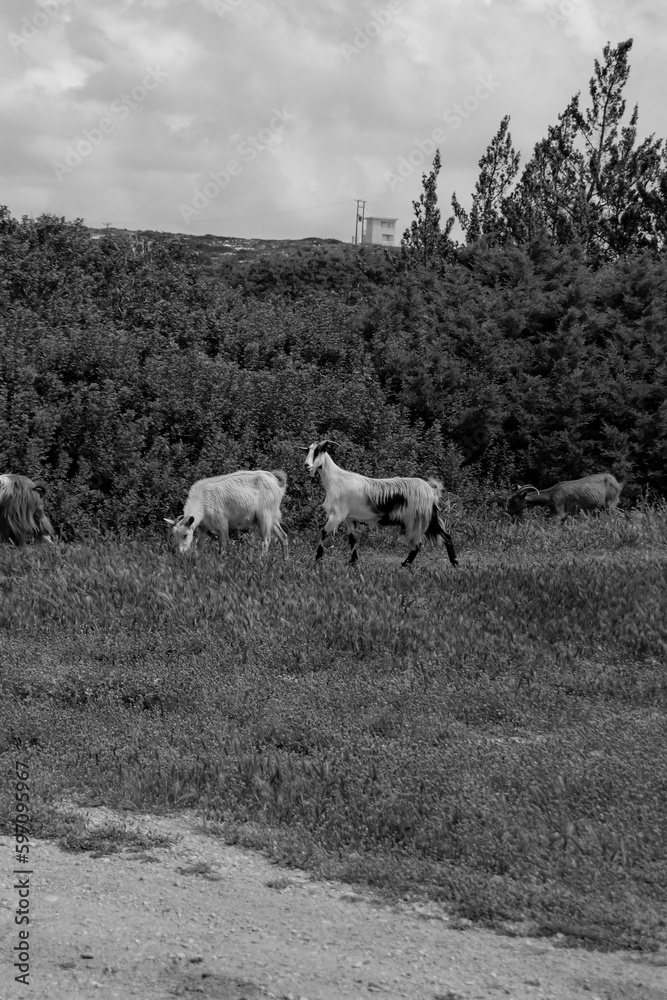 Fototapeta premium Multiple domestic goats walking along grass on a greenery field in Rhodes island, Greece in black and white