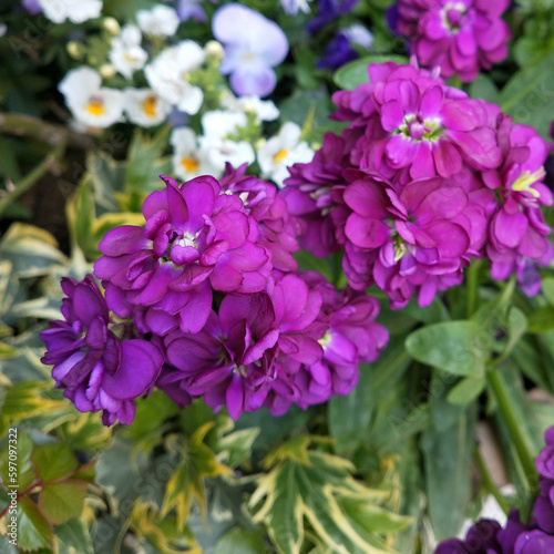 Colorful spring flowers in the garden. Floral background. Spring flowers.