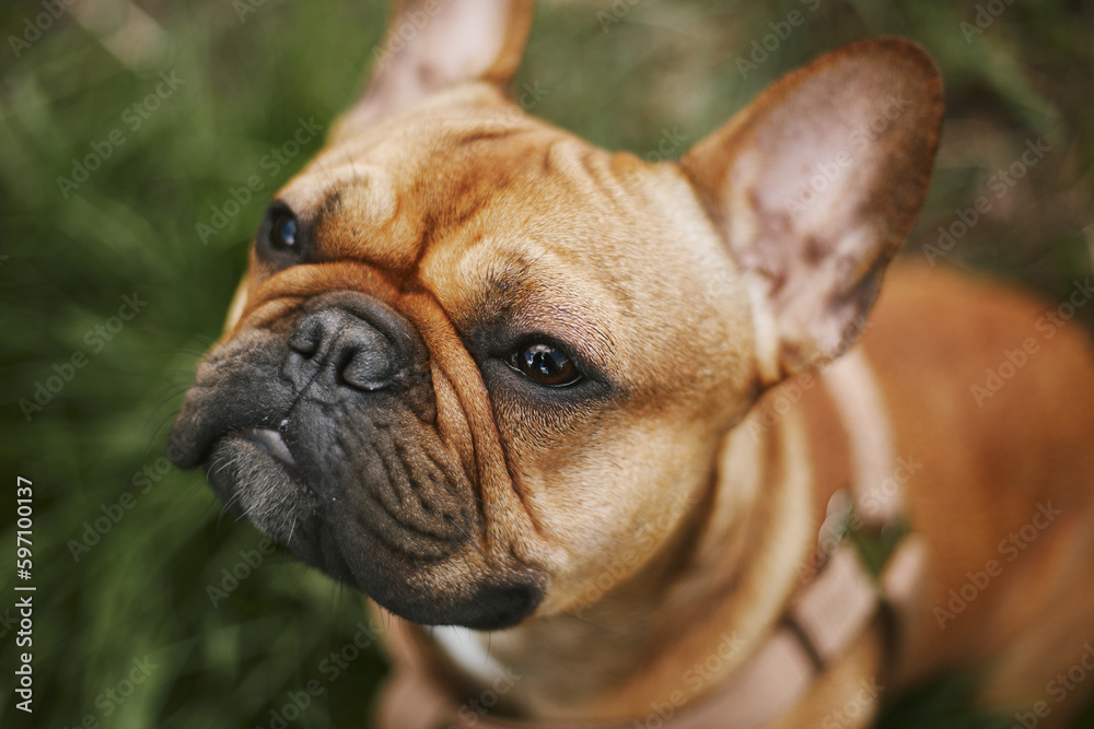 Trained young dog sitting on a green grass and waiting for a treat. Portrait of obedient French bulldog puppy looking at owner